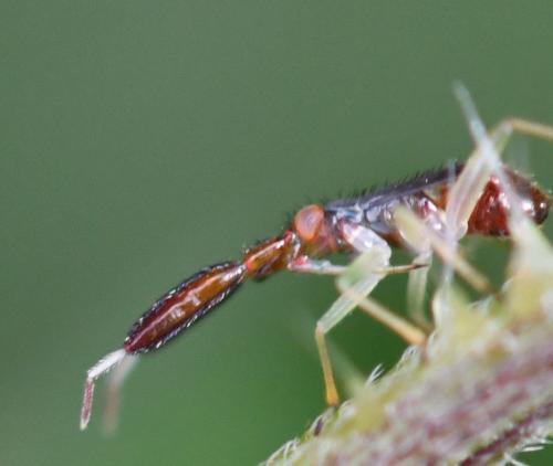 Heterotoma planicornis